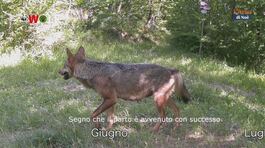 Qua la zampa! thumbnail