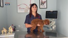 I consigli del veterinario thumbnail