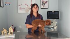 I consigli del veterinario