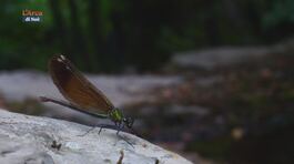 Racconti invertebrati thumbnail