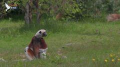 Teneri cuccioli