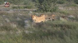 Safari responsabile thumbnail