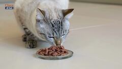 La patologia renale cronica nel gatto