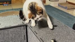 Mondo gatto thumbnail