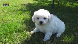 Il bichon frisé thumbnail