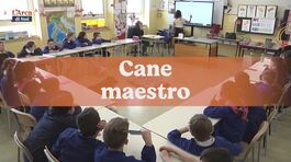 Cane maestro thumbnail