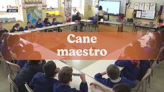 Cane maestro