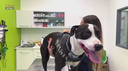 I consigli del veterinario thumbnail