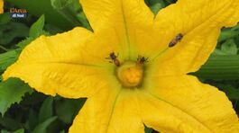 Occhio verde thumbnail