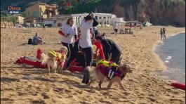 Cani da salvataggio sull'isola del Giglio thumbnail