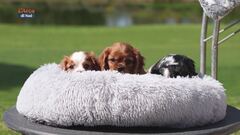 Come riconoscere le razze canine