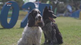 L'educa-cane thumbnail