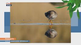 Gli occhi della natura thumbnail