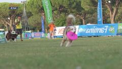 L'Educa-cani
