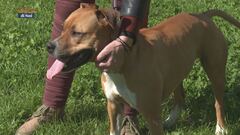 Il pet sitter come valida alternativa alle pensioni