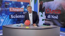 L'angolo della scienza: il geco thumbnail
