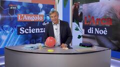 L'angolo della scienza: il geco