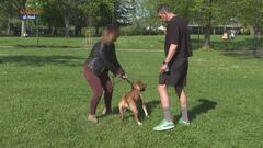 Il pet sitter