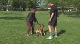 Il pet sitter thumbnail