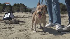 I cani da soccorso e ricerca