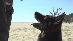L'addestramento dei cani delle Forze dell'ordine