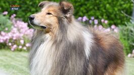 Il collie a pelo lungo thumbnail