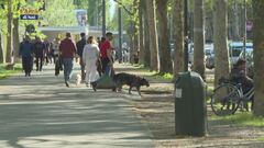 Dove trovare un pet sitter?