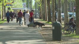Dove trovare un pet sitter? thumbnail