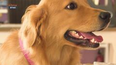 Il golden retriever