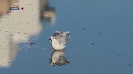 Malta thumbnail