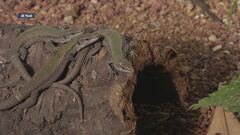 A sangue freddo, la lucertola delle Eolie