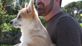Il Corgy thumbnail