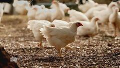 Fileni: la scelta del biologico
