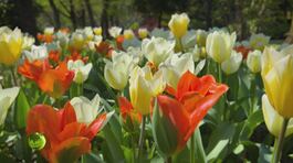 Il Parco Giardino Sigurtà thumbnail