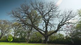 La grande quercia del parco giardino thumbnail