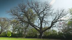 La grande quercia del parco giardino