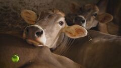 La storia di un'azienda agricola