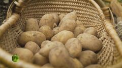 La coltivazione delle patate