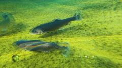 L'allevamento sostenibile di pesce alpino
