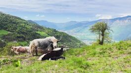 Emozioni in natura thumbnail