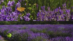 Un campo di lavanda