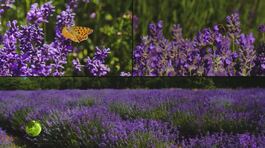 Un campo di lavanda thumbnail