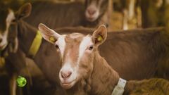 La multifunzionalità delle aziende agricole