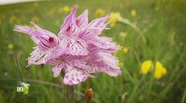 Orchidee in montagna thumbnail