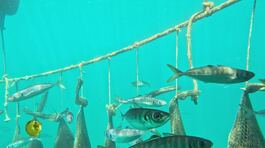 Coltivazioni di mare thumbnail