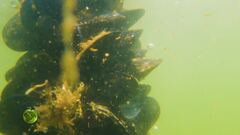 Le cozze in natura