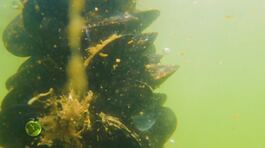 Le cozze in natura thumbnail