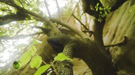 Gli scultori della Terra thumbnail