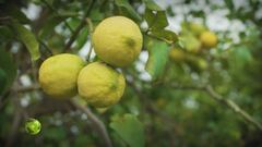 Il limone dell'Etna Igp