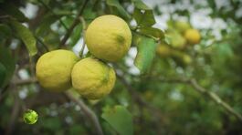 Il limone dell'Etna Igp thumbnail